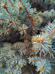 close up of pine needles
