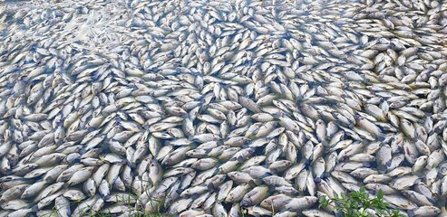 global warming causing sudden change of water temperature. The pile of fishes died.