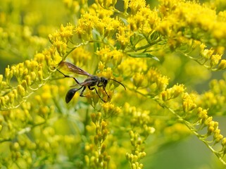 bee on yellow flower