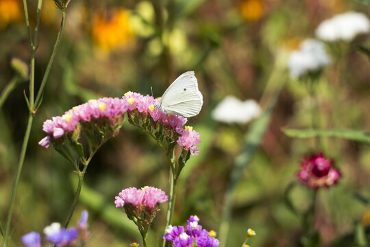 A white butterfly (Pieris brassicae) collects nectar from a pink flower of a statice (Limonium). Insect in nature