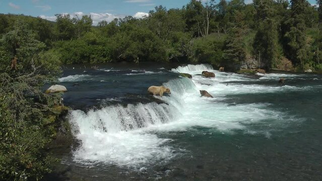 Grizzly bears in the water of Brooks Falls, wide shot
North America Wildlife and Nature, Brooks Falls - Katmai National Park, Alaska, 2022
