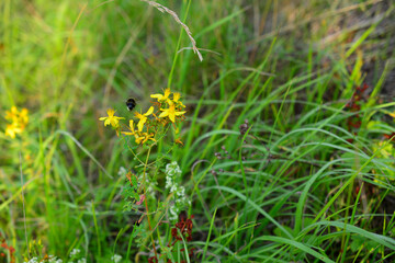 tutsan plant with yellow flowers and flying bee in the meadow