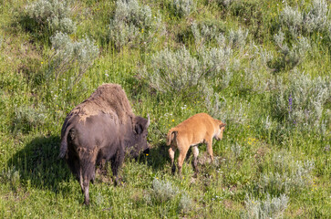 Bison Cow and Calf in Summer in Yellowstone National Park Wyoming