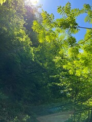 forest in the morning