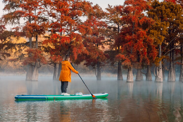 Woman on stand up paddle board at the lake with autumnal Taxodium trees in morning. Traweller woman on SUP board