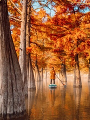 Woman on stand up paddle board at the lake with Taxodium trees in autumnal season