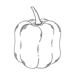Hand drawn sweet pepper isolated on a white background. Doodle, simple outline illustration. It can be used for decoration of textile, paper.