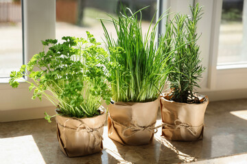 Fototapeta premium Different aromatic potted herbs on windowsill indoors