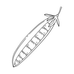 Hand drawn pea pod isolated on a white background. Doodle, simple outline illustration. It can be used for decoration of textile, paper.