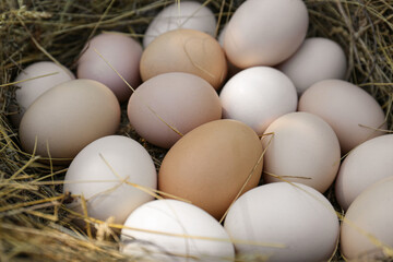 Fresh raw chicken eggs in nest, closeup