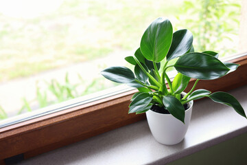 Beautiful houseplant with bright green leaves in pot on windowsill, space for text