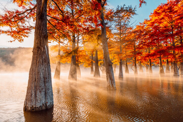 Swamp cypresses on lake with fog and sunshine. Taxodium distichum with orange needles in Florida.