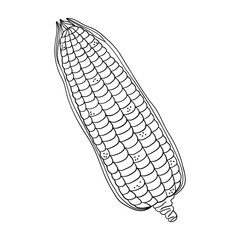 Hand drawn corn cob isolated on a white background. Doodle, simple outline illustration. It can be used for decoration of textile, paper.