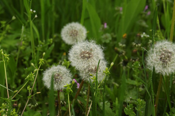 Beautiful fluffy dandelions in bright green grass