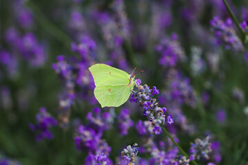 Beautiful butterfly in lavender field on summer day, closeup