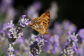 Beautiful butterfly in lavender field on sunny day, closeup