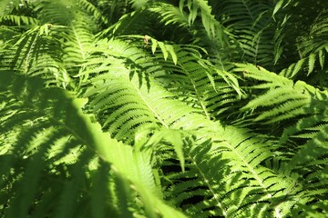 Beautiful fern with lush green leaves growing outdoors