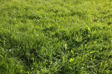 View of green meadow on sunny day