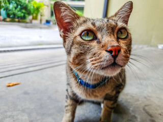 portrait of a cat is waiting for owner to give the cat food