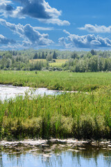 Walk on the edge of a marsh with its aquatic plants in July in Quebec, Canada
