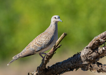 European turtle dove, Streptopelia turtur. A bird sits on an old dry branch on a blurry background