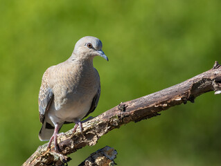 European turtle dove, Streptopelia turtur. A bird sits on an old dry branch on a blurry background