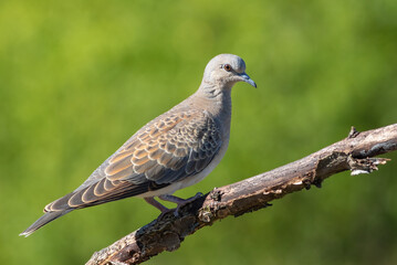 European turtle dove, Streptopelia turtur. A bird sits on an old dry branch on a blurry background
