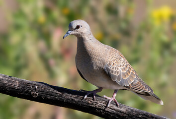 European turtle dove, Streptopelia turtur. A bird sits on an old dry branch