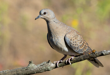 European turtle dove, Streptopelia turtur. A bird sits on an old dry branch on a blurry background
