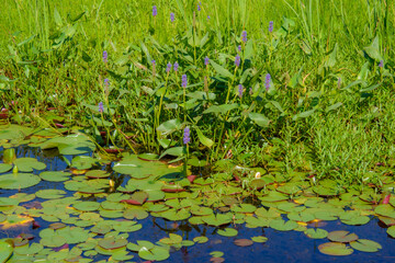 Walk on the edge of a marsh with its aquatic plants in July in Quebec, Canada