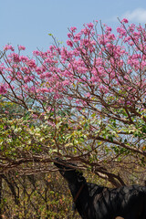 vacas pastam em area seca de caatinga com pé de ipê-roxo
