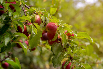 The wild cherry plum (Prunus cerasifera) with fruits close-up