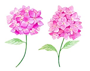 Pink sprigs of hydrangea in watercolor on a white background