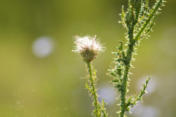 Closeup of fluffy spiny plumeless thistle seeds with selective focus on foreground