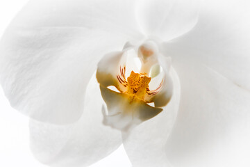 White orchid flower photographed at the town of Angra dos Reis, State of Rio de Janeiro, Brazil. Taken with Nikon D750 24-120 lens, at 95mm, 1/500 f 9.0 ISO 200. Date: Jan 07, 2018