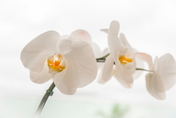 White orchid photographed at the town of Angra dos Reis, State of Rio de Janeiro, Brazil. Taken with Nikon D750 24-120 lens, at 50mm, 1/800 f 4.0 ISO 200. Date: Jan 07, 2018