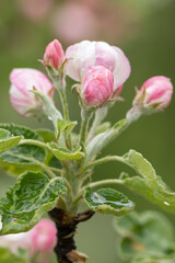 Buds on a branch of an apple tree.