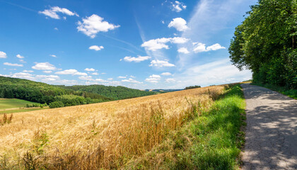 Fototapeta na wymiar St. Wendel, Saarland, Deutschland – Getreidefeld mit Windkraft und Wald im Sankt Wendler Land im Sommer