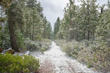 Dirt road with fresh snow in the forest in Oregon on Green Ridge in late autumn.