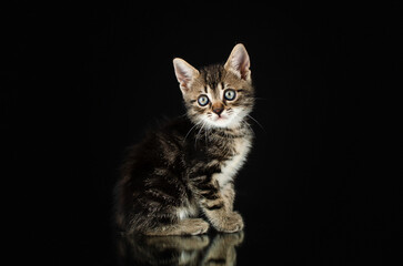 Naklejka na ściany i meble cute little kittens studio photo pets lovely portrait on black background