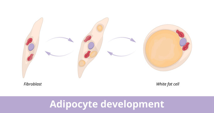Adipocyte development. Visualization of adipocyte (fat cell) development from fibroblast. Fibroblast as adipocyte progenitor.