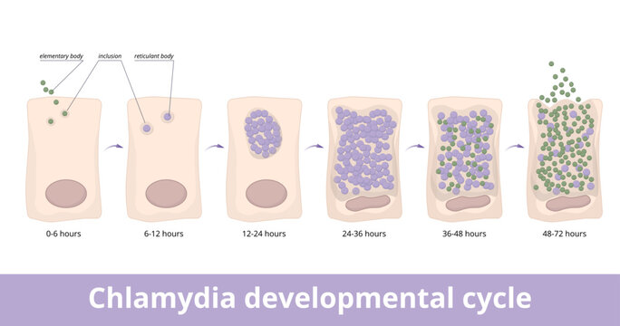 Chlamydia developmental cycle. The elementary body attaches to a host cell and differentiates into a reticulate body, which is released. Life cycle of chlamydia.