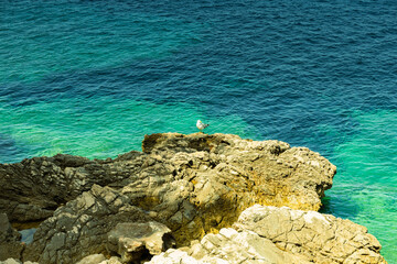 Close-up of a seagull sitting on a rock, rocks sticking out from the sea, sunny day, June, beautiful colors of water from bright green to blue