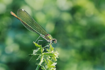 Metallic green banded demoiselle damselfly - Calopteryx splendens.  Macro photo.