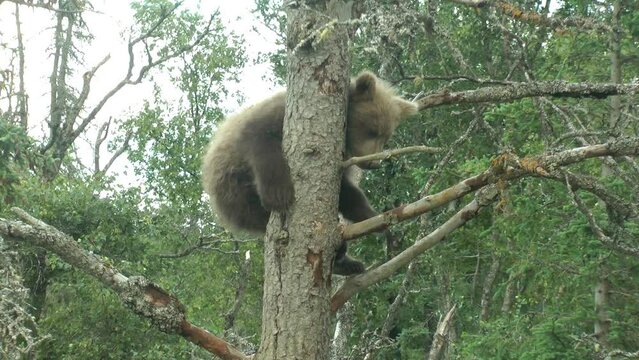 Grizzly bear cubs on tree, Brooks Falls, 2022
North America Wildlife and Nature, Brooks Falls - Katmai National Park, 
