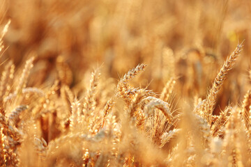 Fototapeta premium Wheat field, golden ears of wheat swaying from the wind. View of ripening wheat field at summer day. Agriculture industry in Ukraine. famine in the world. Russia war in Ukraine