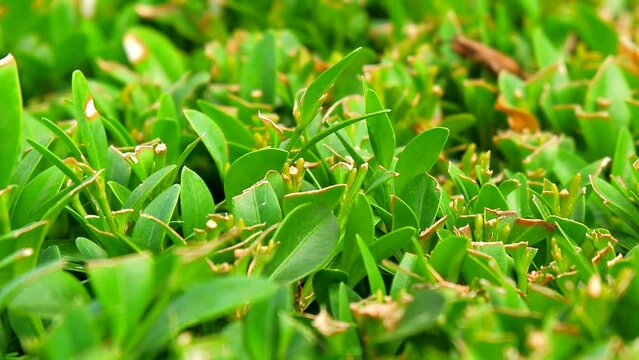 Designer trimming of plants. Green boxwood bush. The boxwood is neatly trimmed 