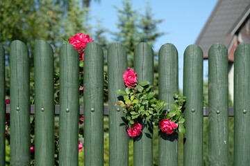 Sprig of red garden rose on gren wooden fence of garden.