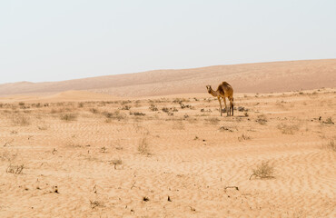 The Middle Eastern camel in Wahiba Sands of desert in Oman.