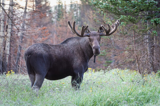 Bull Moose in a field of grass. Colorado Rocky Mountain Wildlife